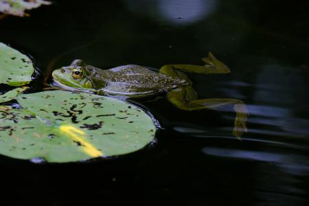 Amphibienwanderungen rund um den Seerosenteich Mitte Februar bis Ende April